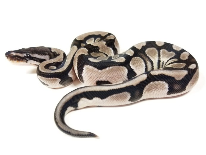 Василиск змея фэнтези змея Василиск