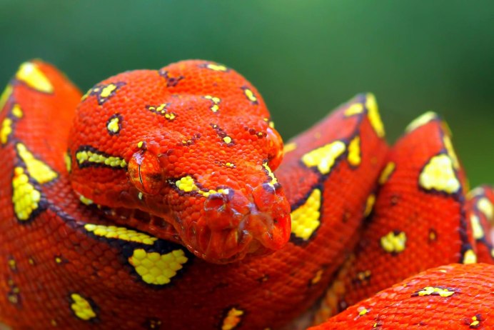 Рыжий питон