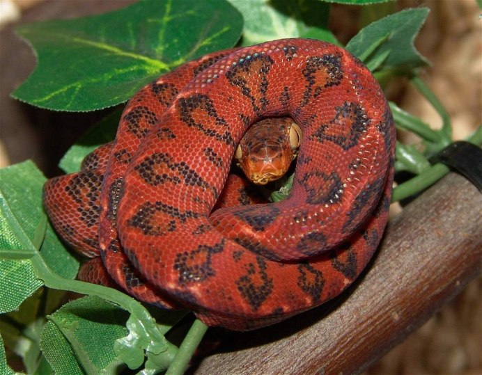 Corallus batesii змея