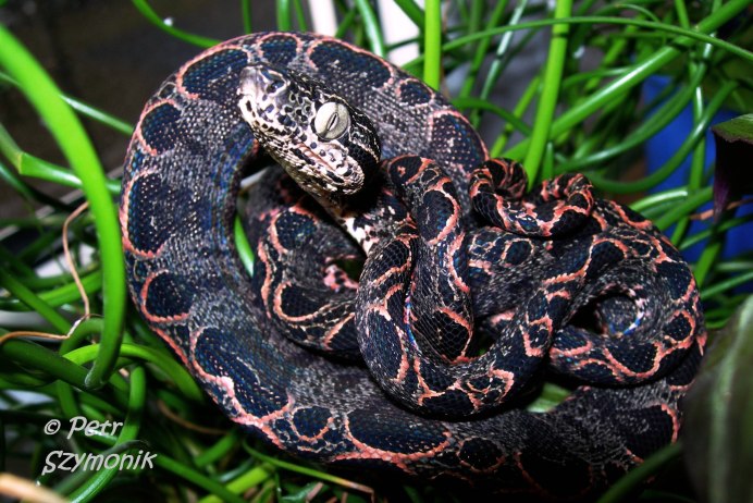 Гладкогубый удав