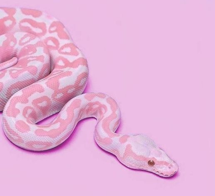 Оранжевый полоз змея