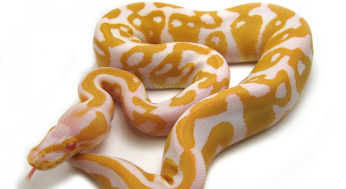 Змея на ветке