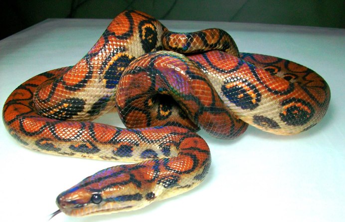 Змея Королевский полоз