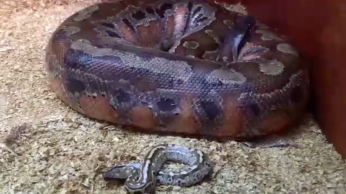 Краснобрюхая Венценосная змея