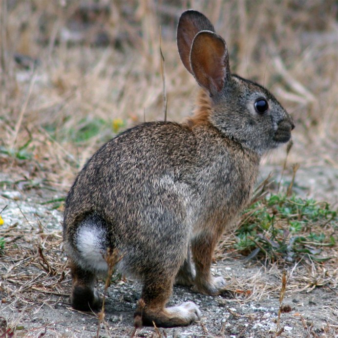 Sylvilagus Cunicularius
