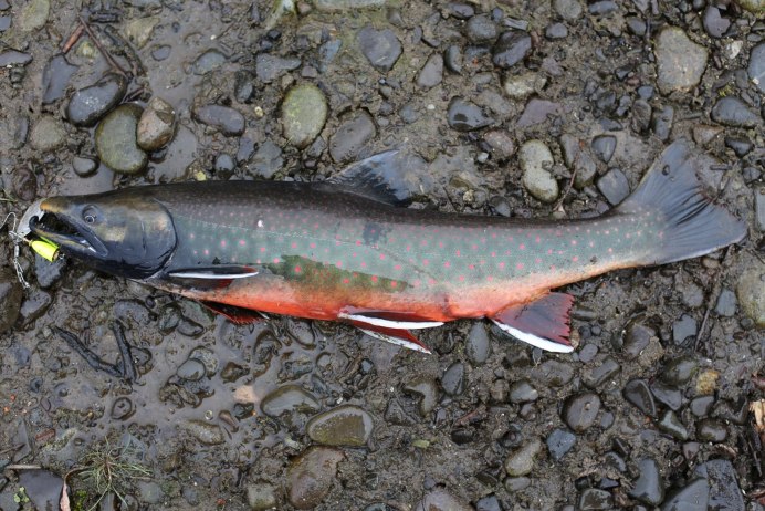 Salvelinus Malma