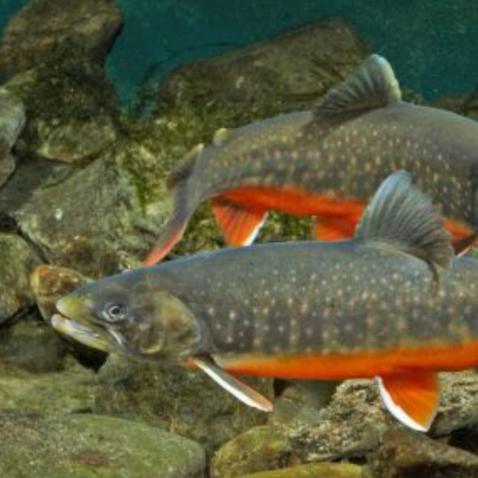 Salvelinus – гольцы