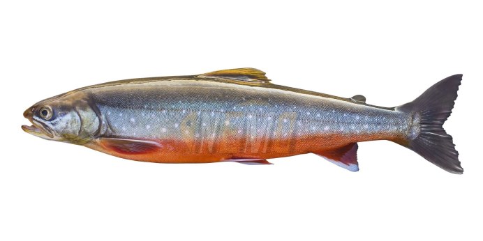 Salvelinus – гольцы