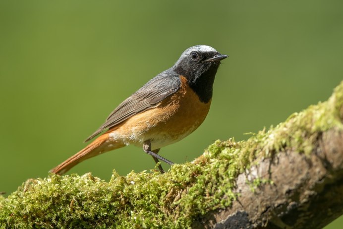 Gartenrotschwanz