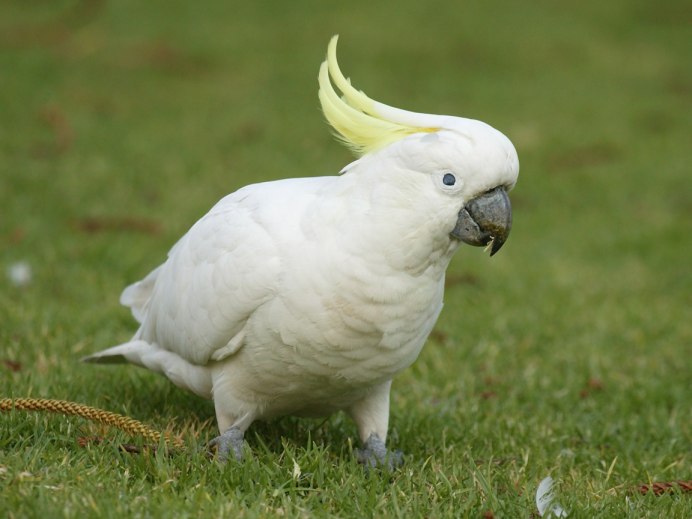 Желтохохлый попугай