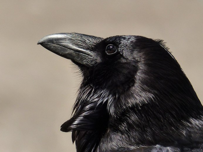 Королевский ворон Коракс