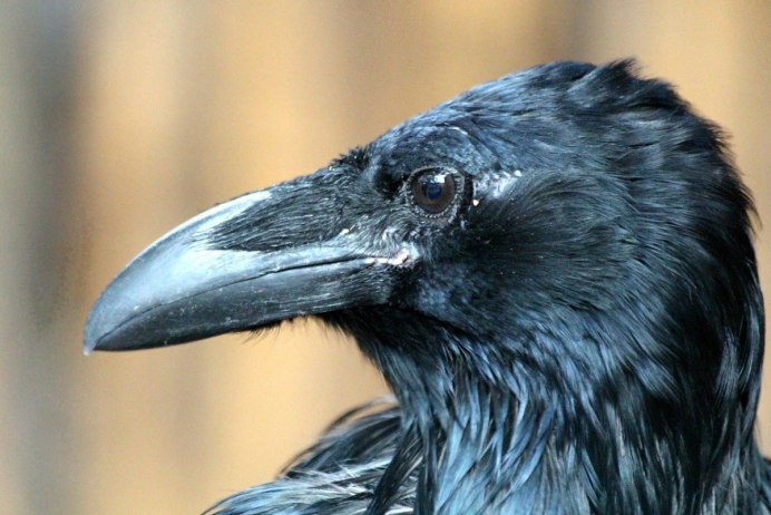 Черный ворон Corvus Corax