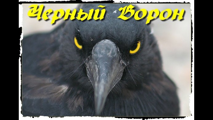 Ворона спереди