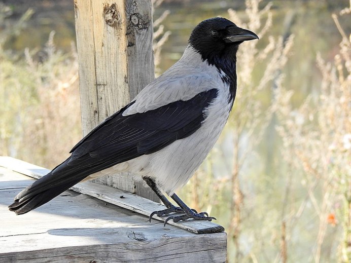 Серая ворона – Corvus cornix