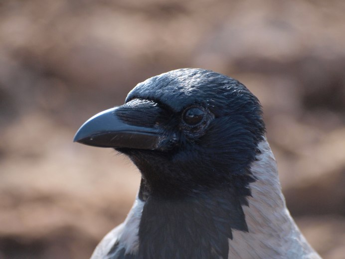 Corvus cornix птица