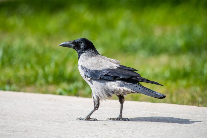 Серая ворона – Corvus cornix