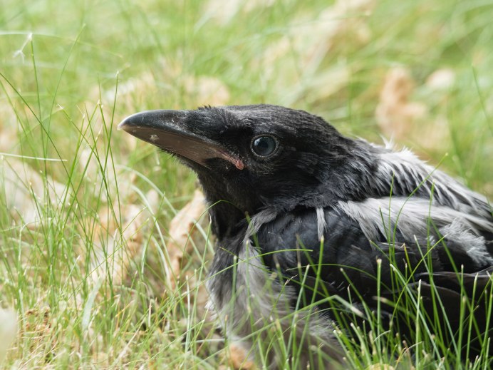 Corvus cornix птица