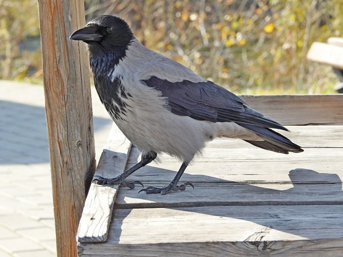 Се́рая воро́на Corvus cornix