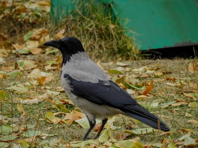 Се́рая воро́на Corvus cornix
