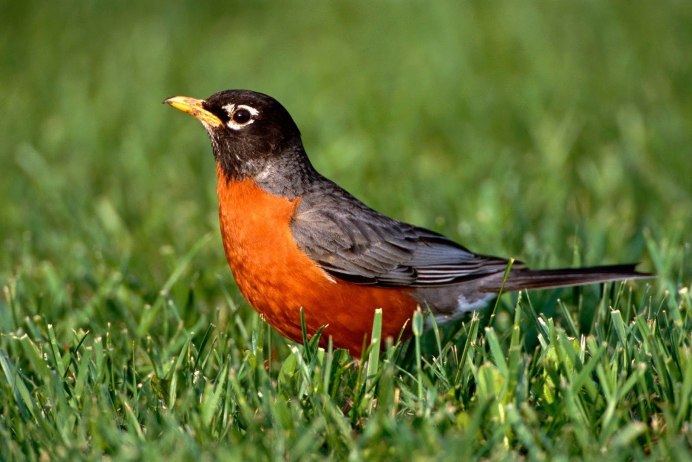 Странствующий Дрозд (turdus migratorius)