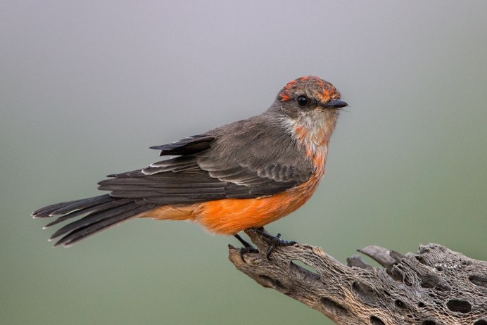 Чечевица Carpodacus erythrinus