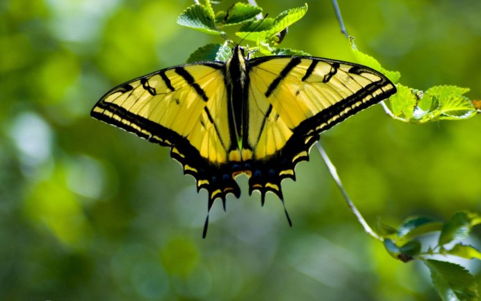 Fear of Butterflies