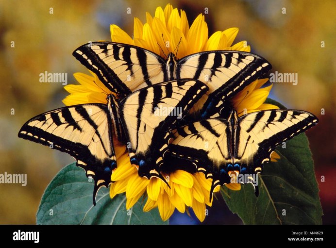 Парусник главк Papilio Glaucus