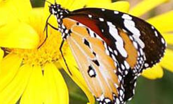 Papilio rutulus бабочка