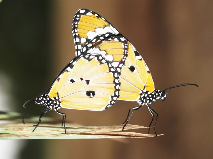 Doleschallia bisaltide осенний лист