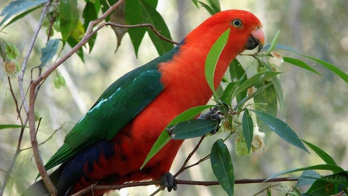 Alisterus amboinensis