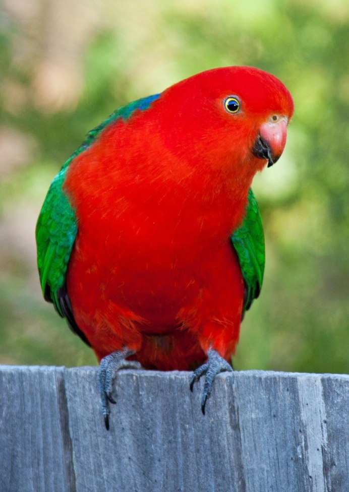 Alisterus scapularis