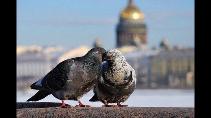Питерский голубь