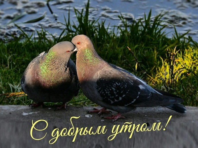 Голуби целуются на фоне храма