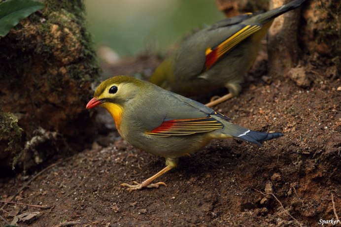 Китайский Соловей Leiothrix lutea