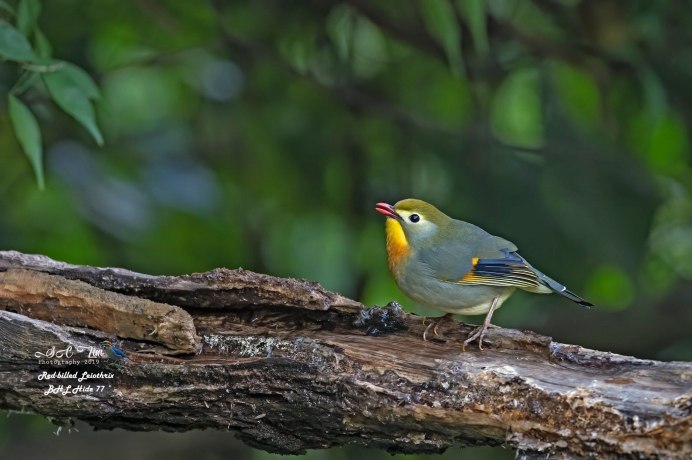 Китайский Соловей Leiothrix lutea