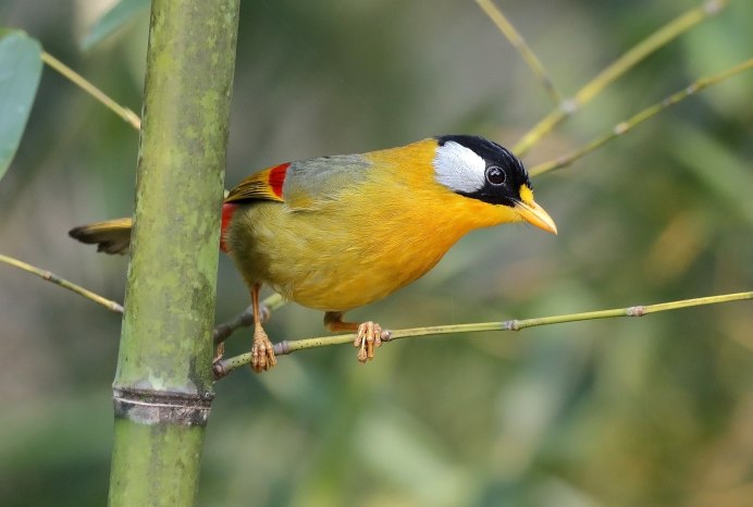 Китайский Соловей Leiothrix lutea