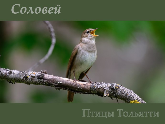 Птица на ветке Сакуры