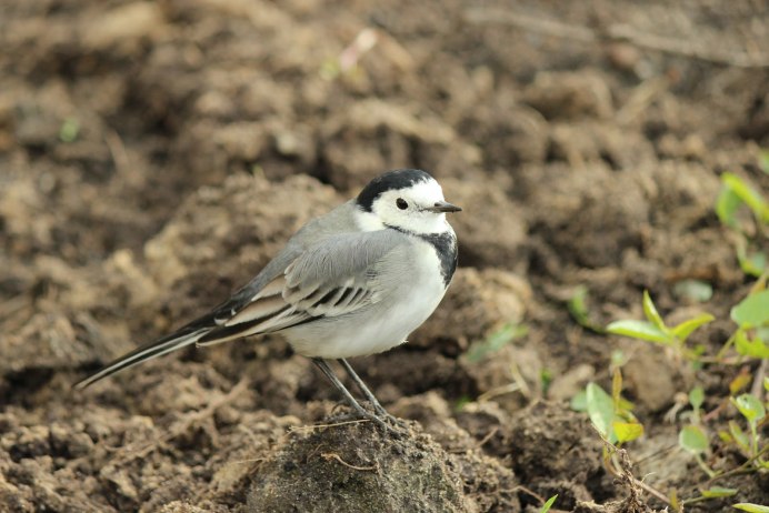 Motacilla personata