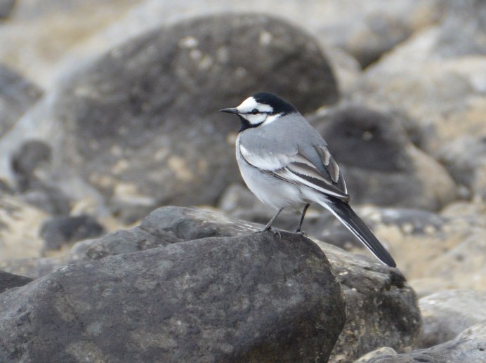 Желтоголовая трясогузка / Motacilla citreola