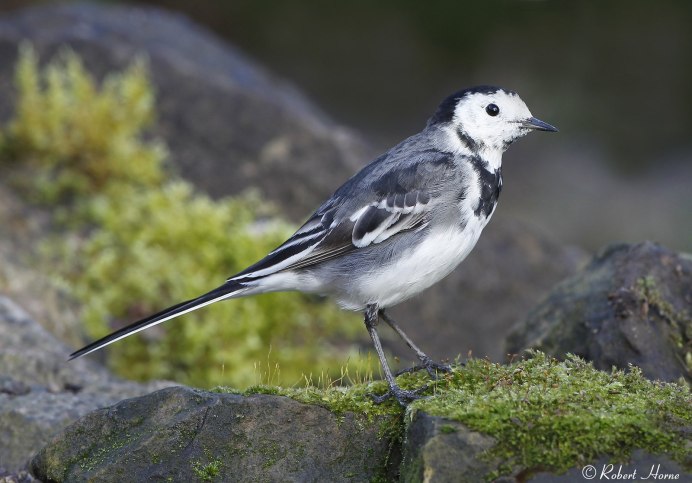 Белая трясогузка Motacilla Alba