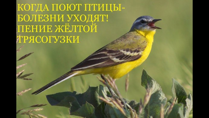 Перо трясогузки картинка