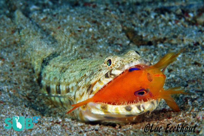 Рыба-тренога (Bathypterois grallator)