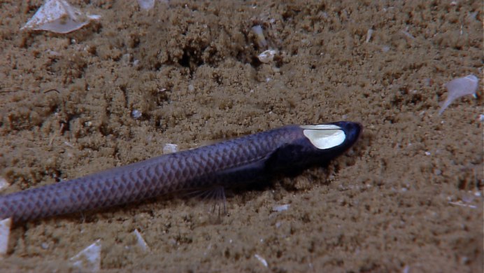 Black lizardfish