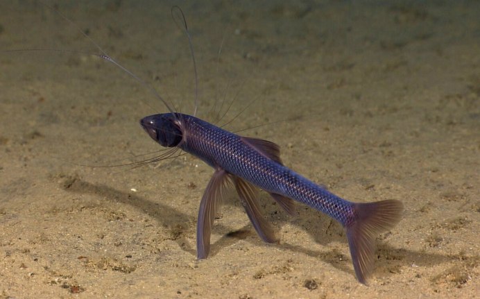 Pleurosicya boldinghi