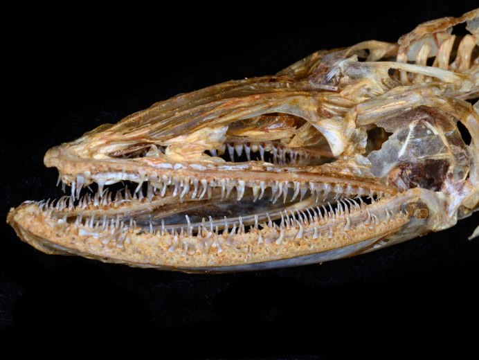 Ящероголовая рыба Bathysaurus Ferox