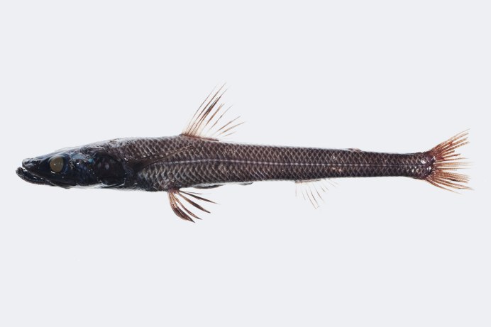 Акулы-гадюки (Trigonognathus kabeyai)