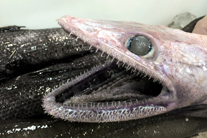 Ящероголовая рыба Bathysaurus Ferox