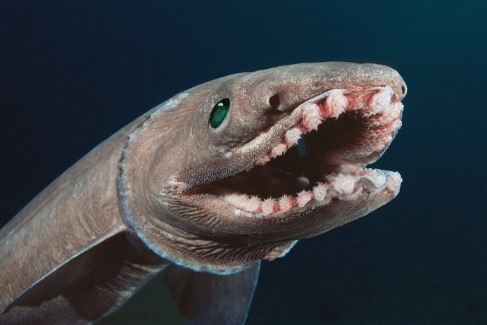 Black lizardfish