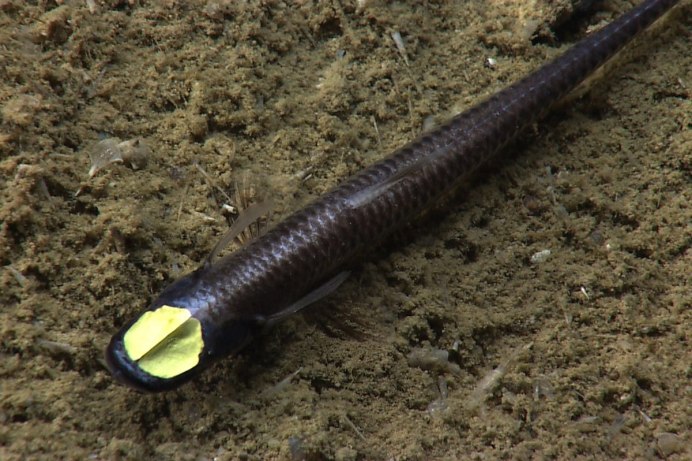 Synodus variegatus