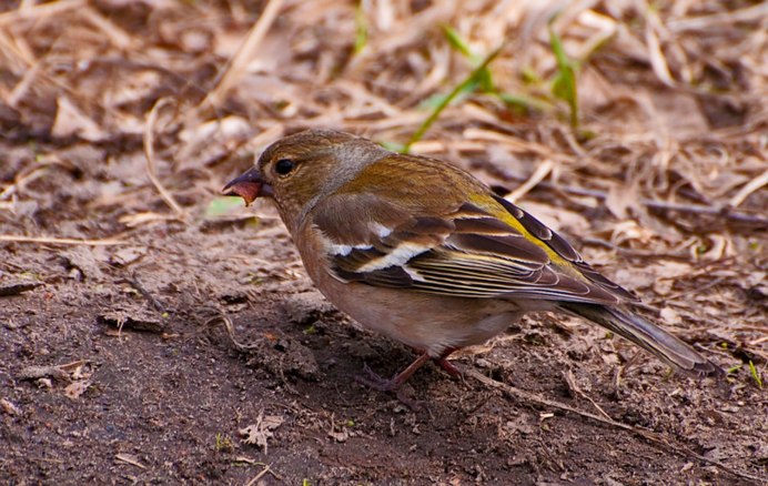 Зяблик самка и самец